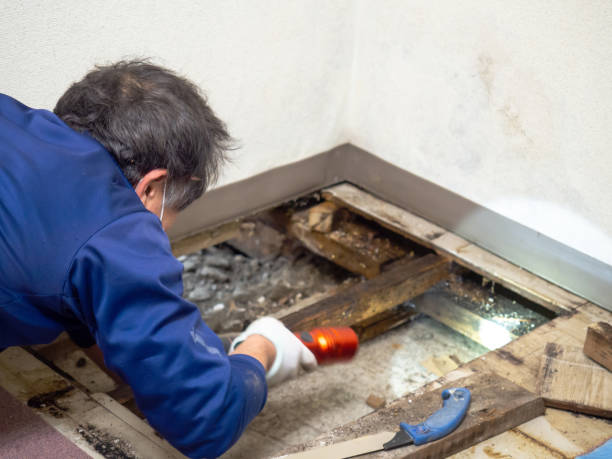 Best Kitchen Mold Remediation in Versailles, KY