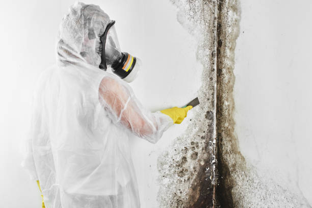 Best HVAC Mold Remediation in Versailles, KY
