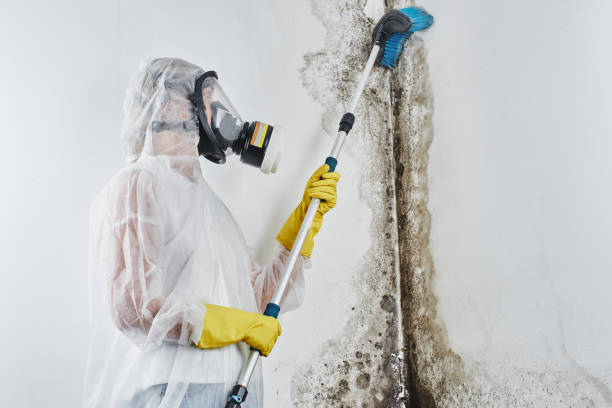 Best Black Mold Remediation in Versailles, KY