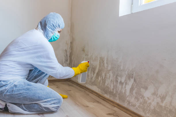 Best Post-Flood Mold Remediation in Versailles, KY