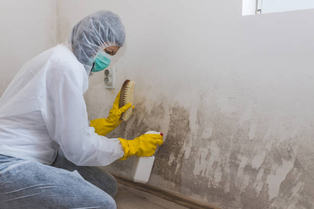 Best Commercial Mold Remediation in Versailles, KY