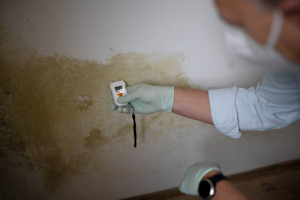 Best White Mold Remediation in Versailles, KY