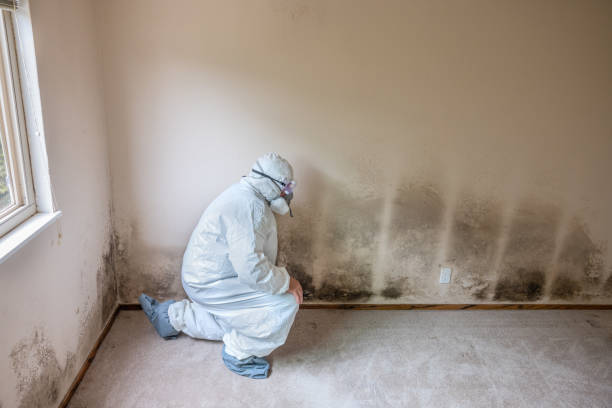 Best White Mold Remediation in Versailles, KY
