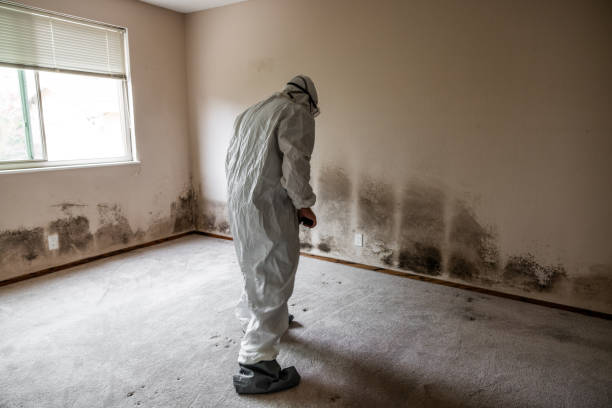 Best Basement Mold Remediation in Versailles, KY