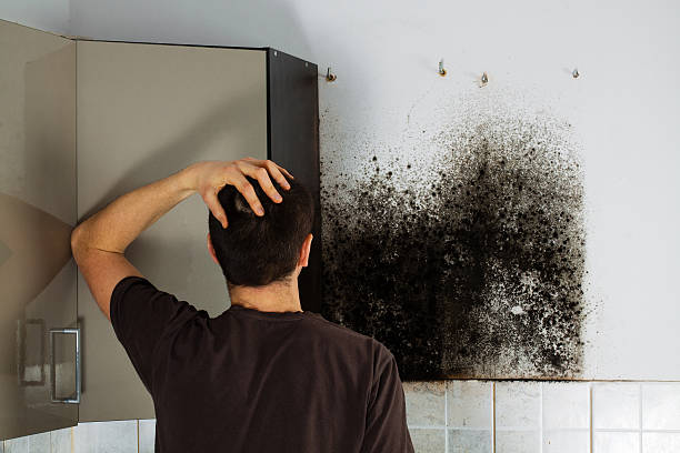 Best Residential Mold Remediation in Versailles, KY